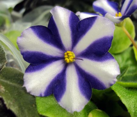 Purple Petaled Flower