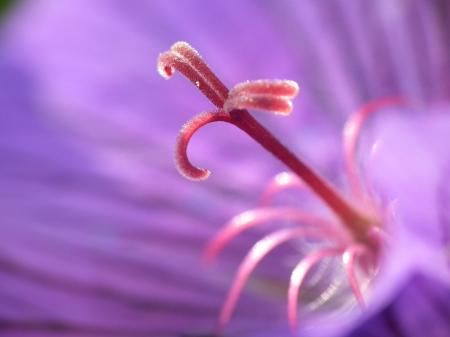 Purple Petaled Flower