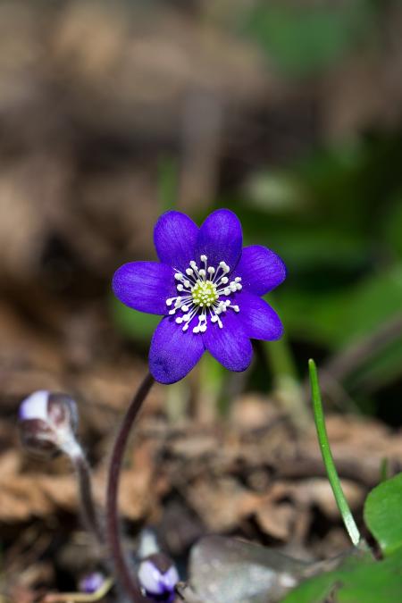 Purple Petaled Flower in Selective Focus Photography