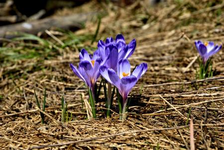 Purple Petaled Flower on Brown Hay