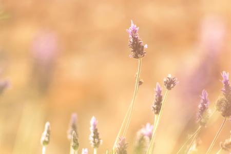 Purple Petaled Flowers