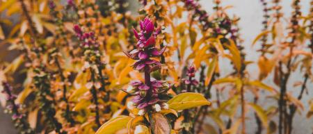 Purple Petaled Flowers With Yellow Leaves