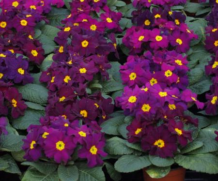 Purple Primroses