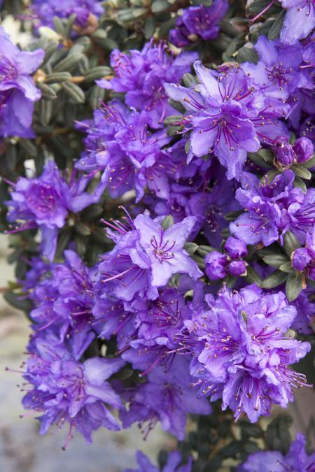 Purple Rhododendron