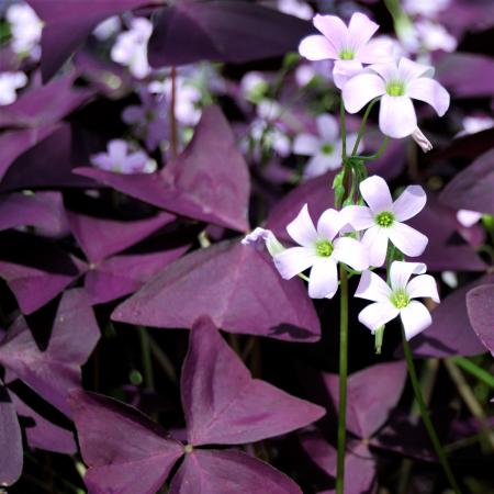 Purple Shamrock