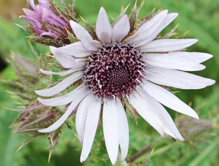 Purple Thistle