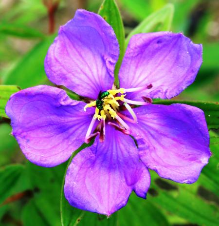 Purple Tropical Flower with Bee