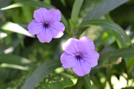 Purple trumpet flowers