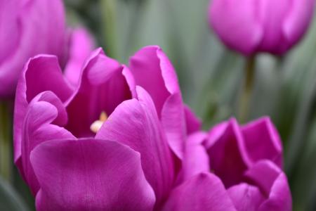 Purple Tulips