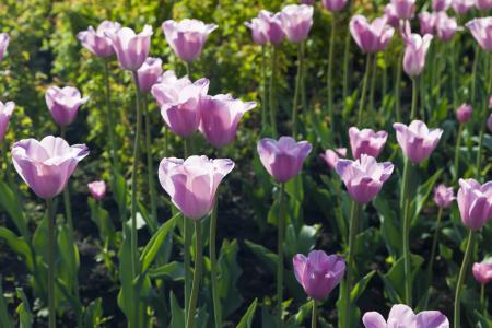 Purple Tulips