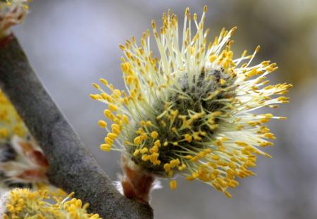 Pussy Willow