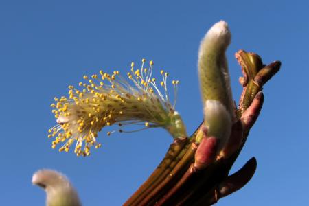 Pussy Willow