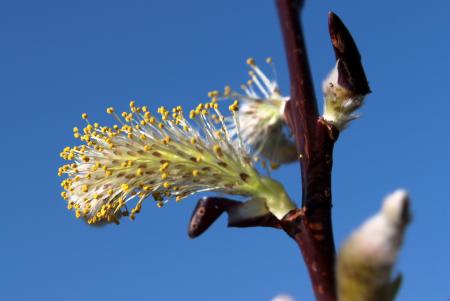 Pussy Willow