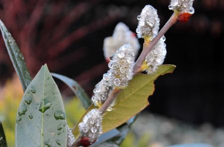 Pussy Willow with Droplets