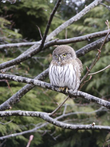 Pygmy Owl