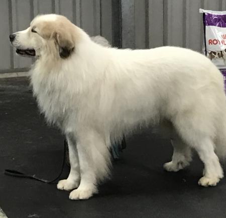 Pyrenean Mountain Dog