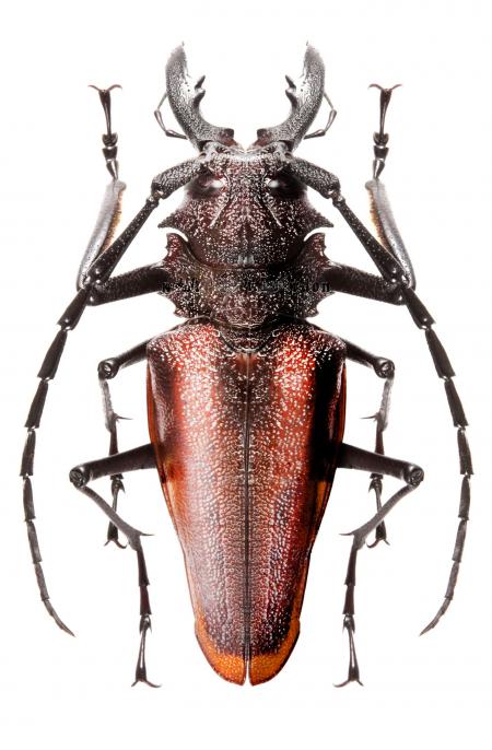 Pyrodes Longiceps Beetle