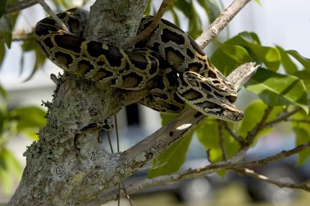 Python on the Tree