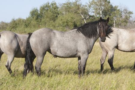 Quarter Horses