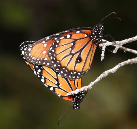 QUEEN (Danaus gilippus) (9-27-12) ca gulch, pajarito mts, scc, az