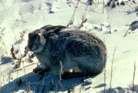 Rabbit in the Snow