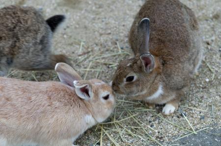Rabbits in Okuno Island