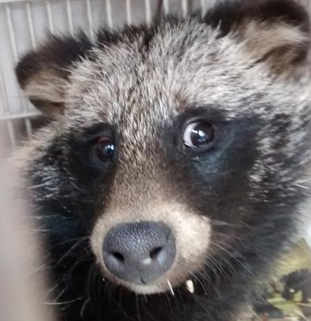 Raccoon Dog