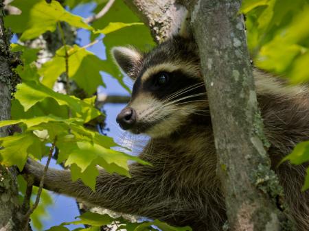 Raccoon on the Tree