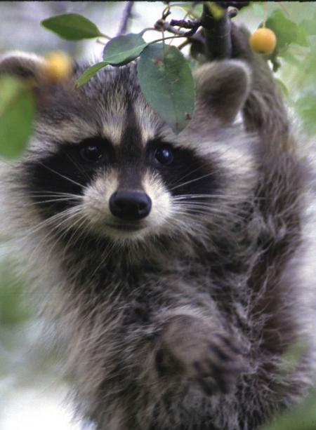 Raccoon on the Tree