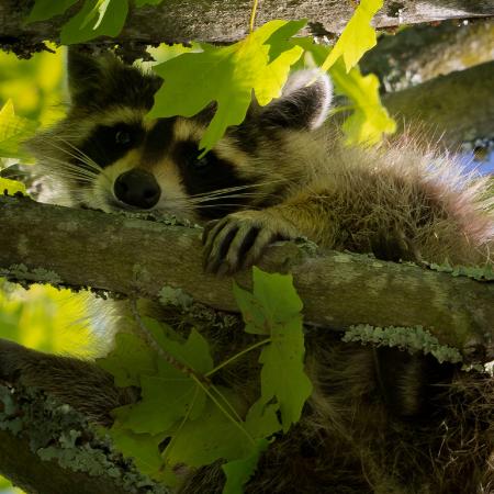 Raccoon on the Tree