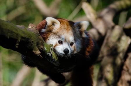 Raccoon on Tree during Daytime