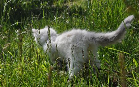 Ragdoll Kitten in Grass