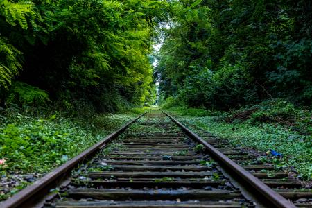 Railroad Track by Green Woods