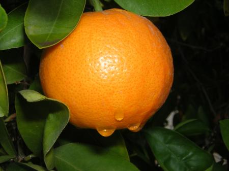 rain drops on oranges
