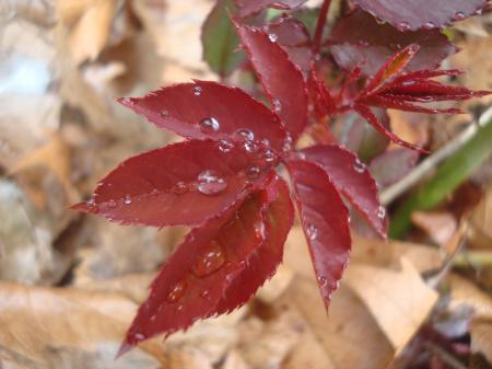 Rain drops on rose leafs