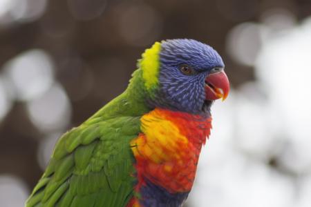 Rainbow Lorikeet