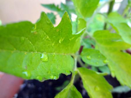Raindrop leaf
