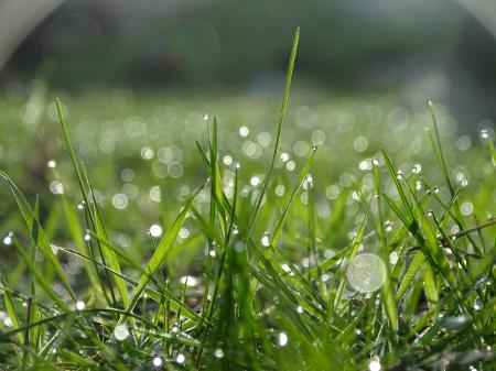 Raindrops on grass