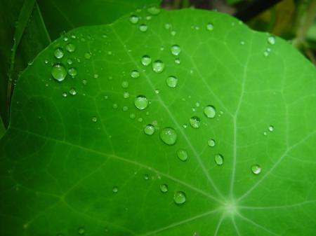 Raindrops on the Leave