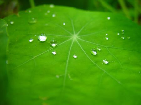 Raindrops on the Leave