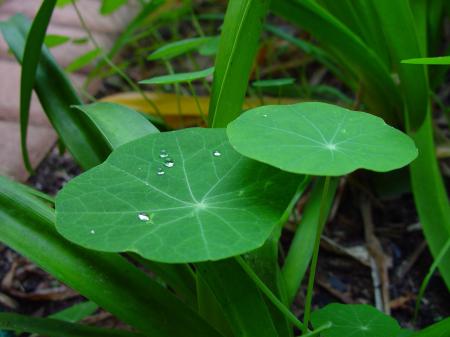 Raindrops on the Leave