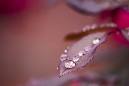 Raindrops on the Leave