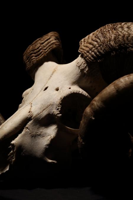 Ram Cranium