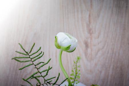 Ranunculus