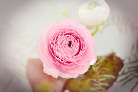 Ranunculus