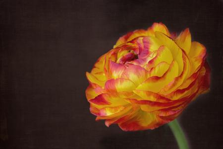 Ranunculus