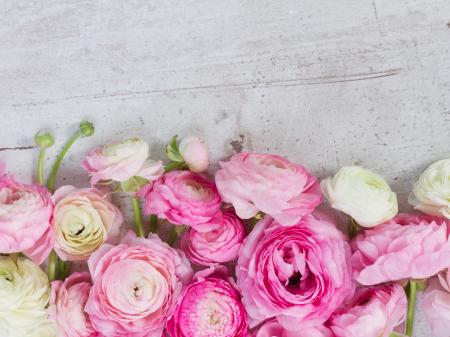 Ranunculus Closeup