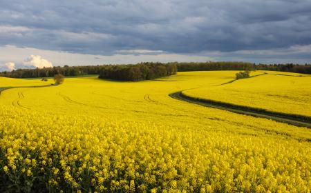 Rapeseed field