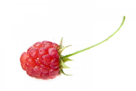 raspberry