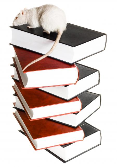 Rat & books